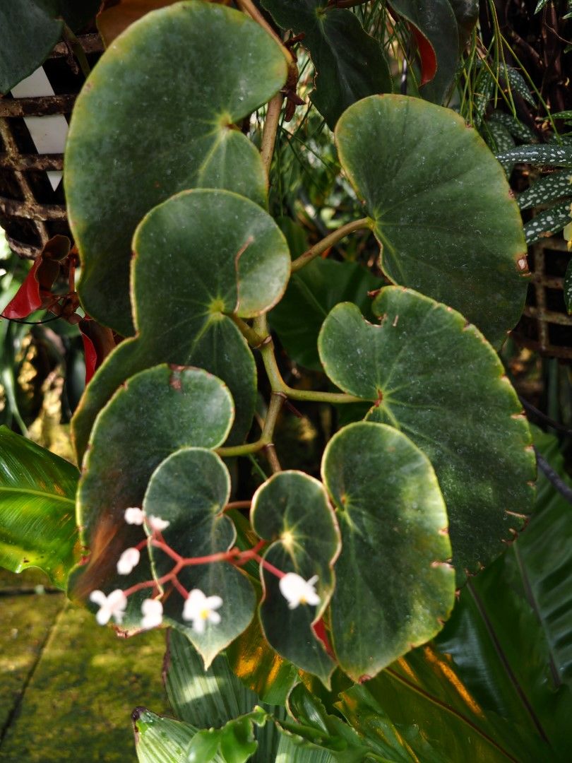 B. sanguinea